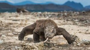 Komodo Island
