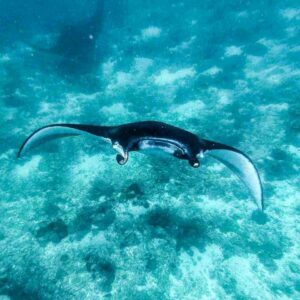 manta point