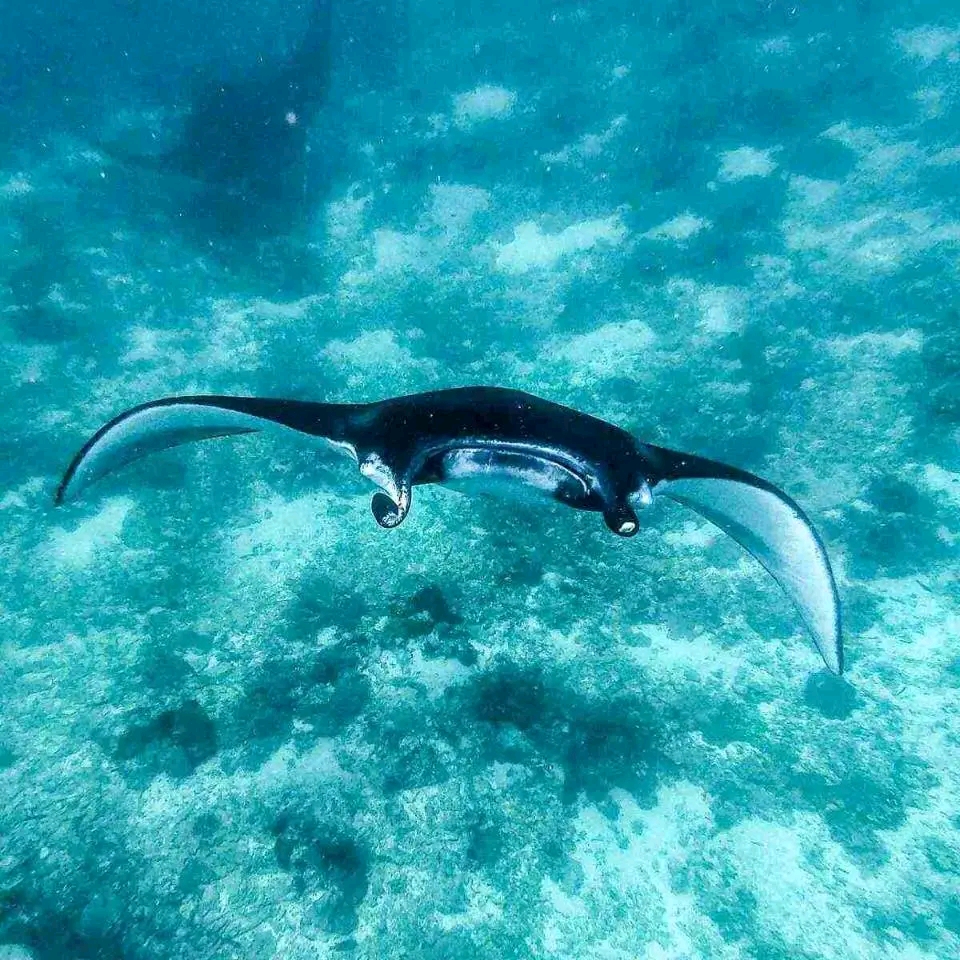 manta point