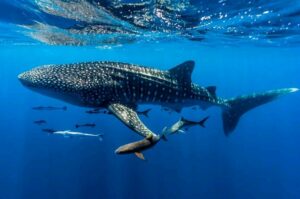 while shark
