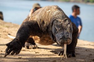 komodo island