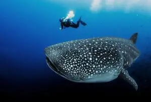 whale-shark